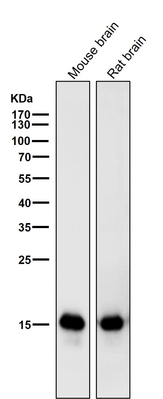 All lanes use the Antibody at 1:1W dilution for 1 hour at room temperature.