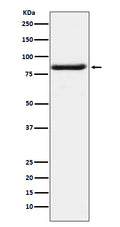 Western blot analysis of Bag3 expression in K562 cell lysate.