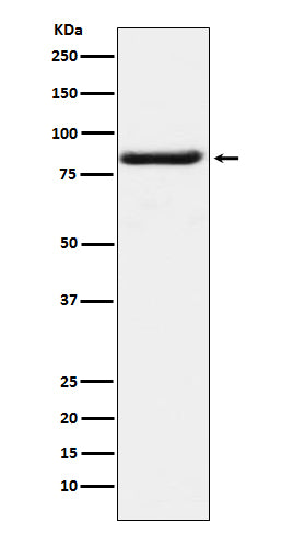 Western blot analysis of Bag3 expression in K562 cell lysate.