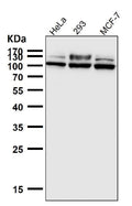 All lanes use the Antibody at 1:5K dilution for 1 hour at room temperature.