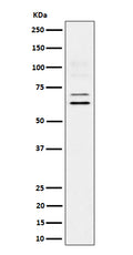 Western blot analysis of BIN1 expression in U87-MG cell lysate.