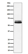 Western blot analysis of BIN1 expression in A431 cell lysate.