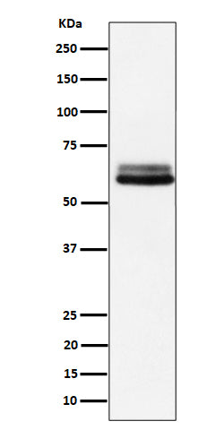 Western blot analysis of BIN1 expression in A431 cell lysate.