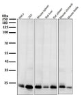 Anti-Bim BCL2L11 Rabbit Monoclonal Antibody