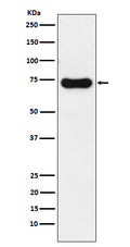 Western blot analysis of IRAK2 expression in HeLa cell lysate.