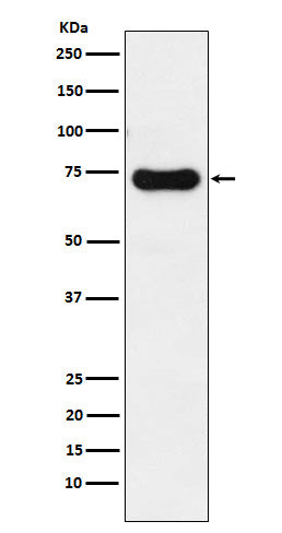 Western blot analysis of IRAK2 expression in HeLa cell lysate.