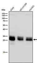All lanes use the Antibody at 1:2000 dilution for 1 hour at room temperature.