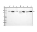 Anti-Integrin alpha V/ITGAV Antibody Picoband® (monoclonal, 8B10H2)