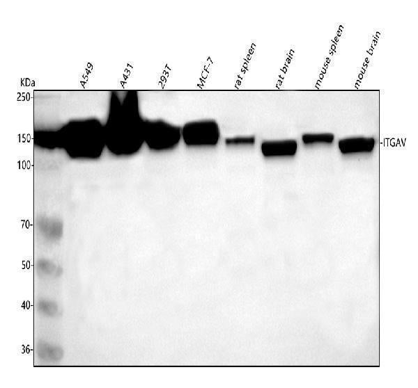 Anti-Integrin alpha V ITGAV Rabbit Monoclonal Antibody