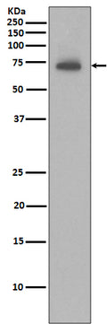 Western blot analysis of IAP2 expression in Ramos cell lysate.