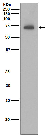 Western blot analysis of IAP2 expression in Ramos cell lysate.