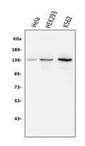 Anti-BubR1/BUB1B Antibody Picoband® (monoclonal, 5I7)