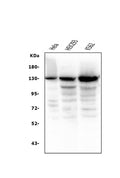 Anti-BubR1/BUB1B Antibody Picoband® (monoclonal, 8B3)