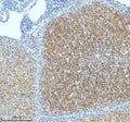 Anti-Oxytocin Receptor Rabbit Monoclonal Antibody