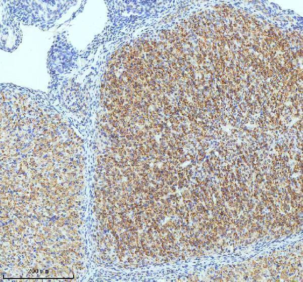 Anti-Oxytocin Receptor Rabbit Monoclonal Antibody