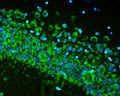 Anti-RPS6 Antibody Picoband® (monoclonal, 2H7)