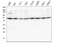 Anti-AIF/AIFM1 Antibody Picoband® (monoclonal, 2I5)
