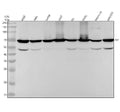 Anti-AIF AIFM1 Rabbit Monoclonal Antibody