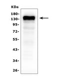 Anti-CD22 Antibody Picoband® (monoclonal, 5E7)