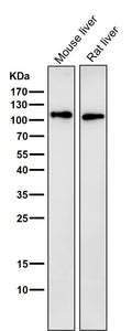 All lanes use the Antibody at 1:3K dilution for 1 hour at room temperature.