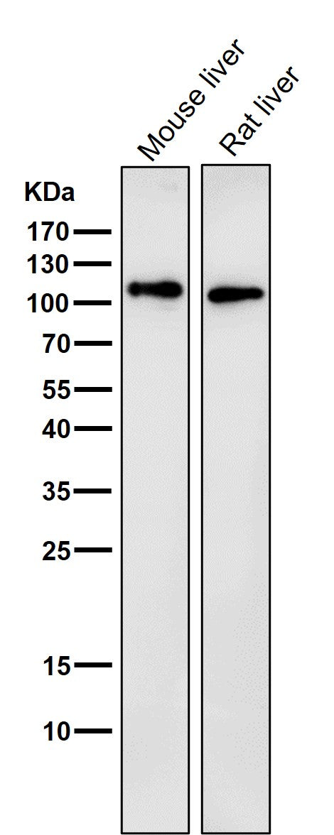 All lanes use the Antibody at 1:3K dilution for 1 hour at room temperature.