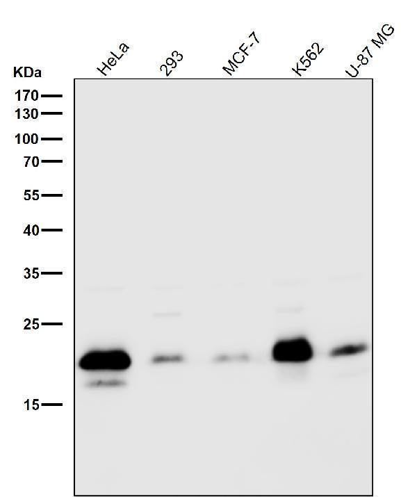 All lanes use the Antibody at 1:1W dilution for 1 hour at room temperature.