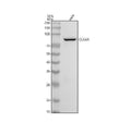 Anti-Cullin4A Monoclonal Antibody