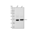 Anti-SOCS2 Rabbit Monoclonal Antibody