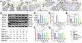 Anti-Claudin 1 CLDN1 Rabbit Monoclonal Antibody
