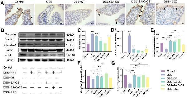 Anti-Claudin 1 CLDN1 Rabbit Monoclonal Antibody
