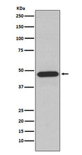 Western blot analysis of NCF1 expression in Raji cell lysate.