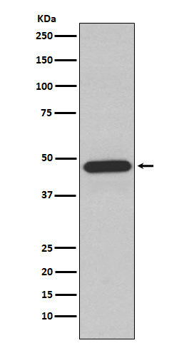 Western blot analysis of NCF1 expression in Raji cell lysate.