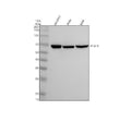 Anti-Parathyroid Hormone Receptor 1 Monoclonal Antibody