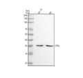 Anti-Cathepsin L/V/K/H Rabbit Monoclonal Antibody