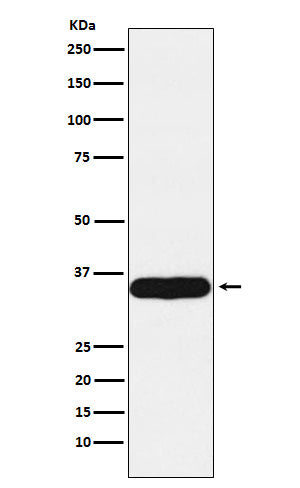 Western blot analysis of Tropomyosin 1 expression in Human heart lysate.