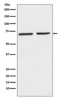 Western blot analysis of 5HT2C Receptor expression in (1) SH-SY5Y cell lysate; (2) Mouse kidney lysate.
