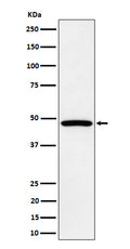 Western blot analysis of PTPN1/2 expression in HepG2 cell lysate.