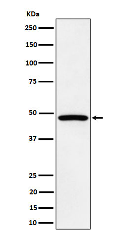 Western blot analysis of PTPN1/2 expression in HepG2 cell lysate.