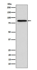 Western blot analysis of Gelsolin expression in A431 cell lysate.