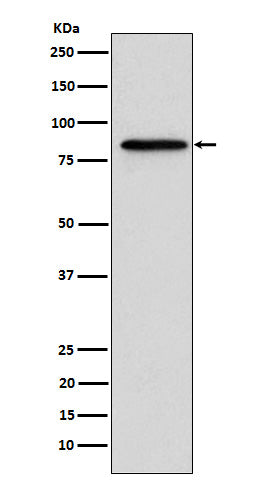 Western blot analysis of Gelsolin expression in A431 cell lysate.