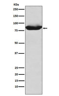 Western blot analysis of MALT1 expression in K562 cell lysate.