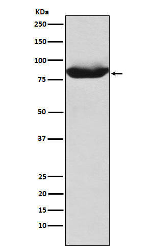 Western blot analysis of MALT1 expression in K562 cell lysate.