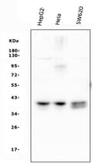 Anti-ATF1 Antibody Picoband®(monoclonal, 7F8)