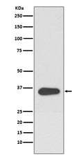 Western blot analysis of ATF1 expression in Hela cell lysate.