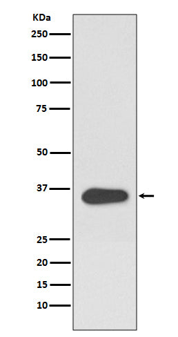 Western blot analysis of ATF1 expression in Hela cell lysate.