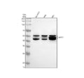 Anti-MEIS1 Monoclonal Antibody