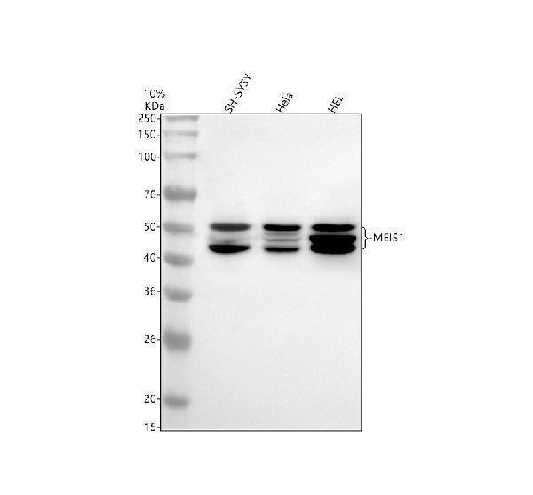 Anti-MEIS1 Monoclonal Antibody