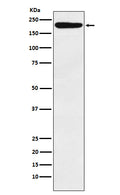 Western blot analysis of IQGAP1 expression in HeLa cell lysate.