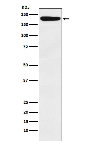 Western blot analysis of IQGAP1 expression in HeLa cell lysate.