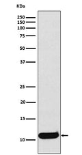Western blot analysis of CCL19 expression in Human Macrophage Inflammatory Protein 3 beta recombinant protein lysate.